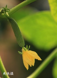 照片