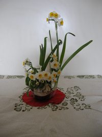 照片