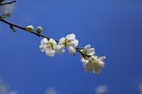 照片