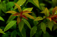 照片