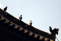 照片