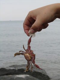 照片