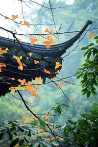 照片
