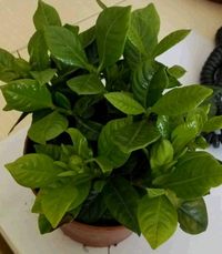 照片