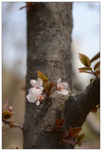 照片