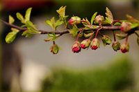 照片