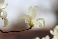 照片