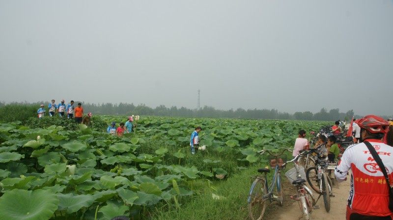 曹县万亩荷塘