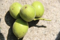 照片