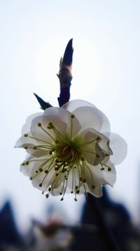 照片