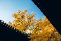 照片
