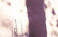 照片