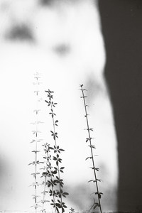 照片