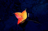 照片