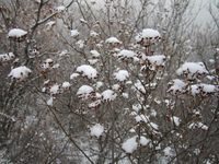 照片