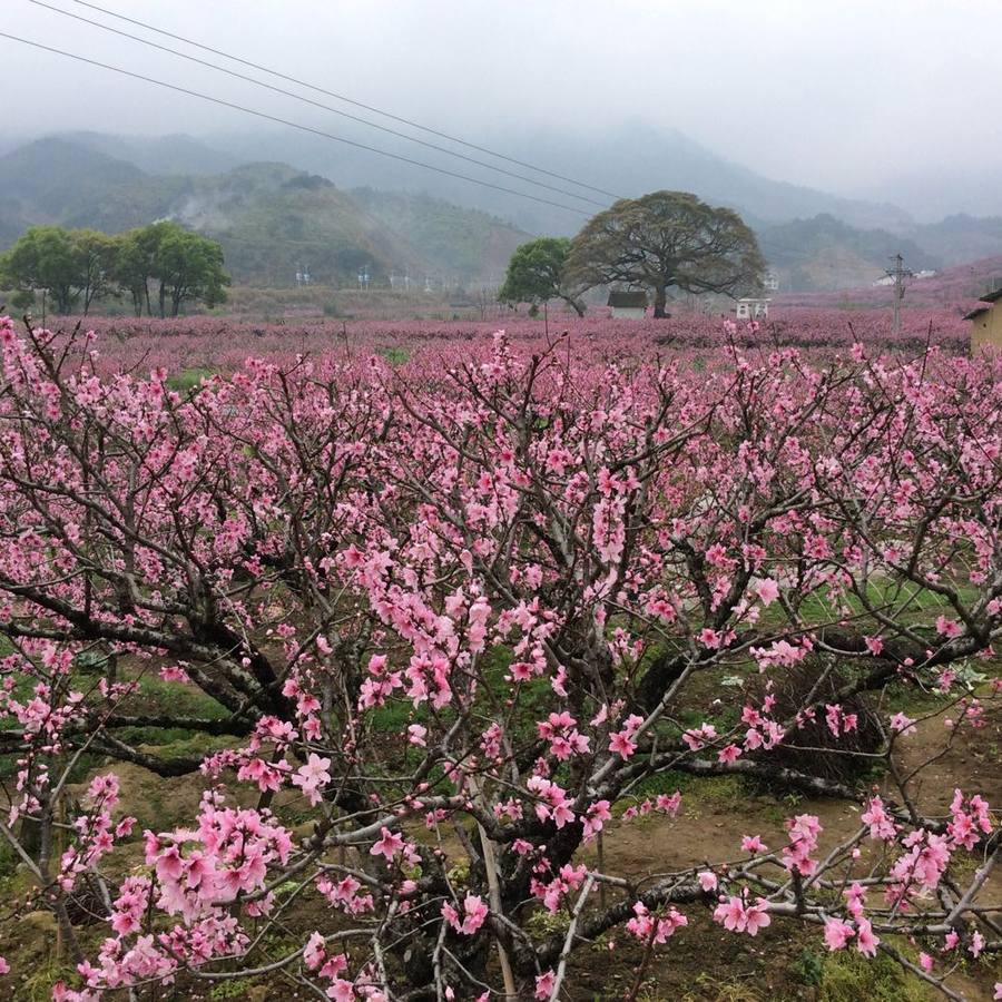 2015年3月22日福安穆阳桃花游