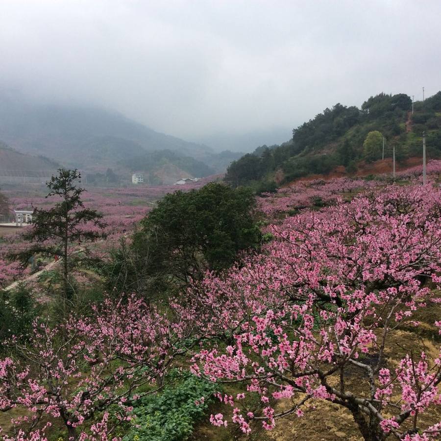 2015年3月22日福安穆阳桃花游