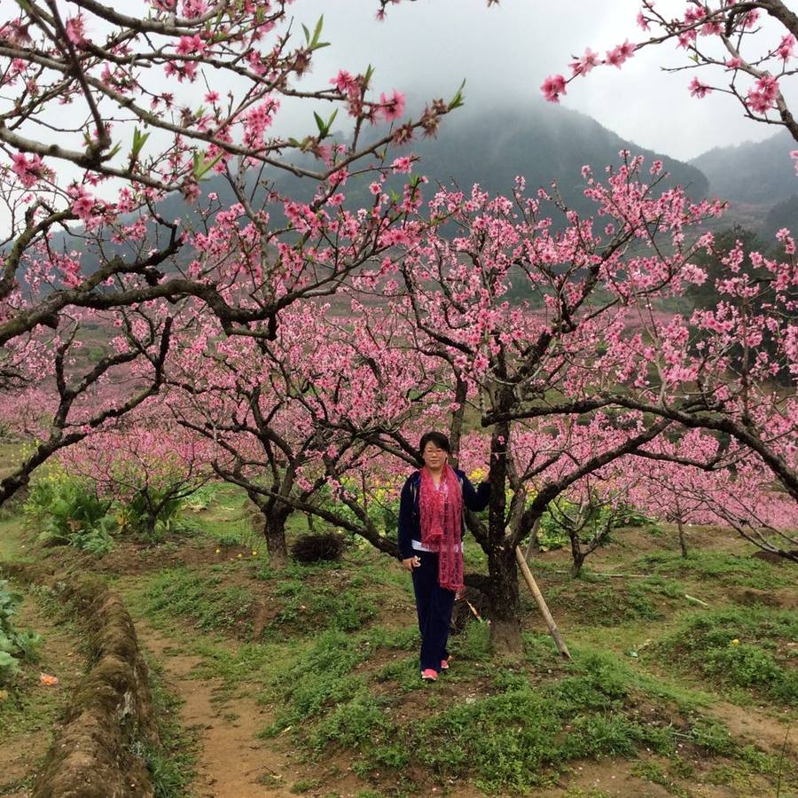 2015年3月22日福安穆阳桃花游