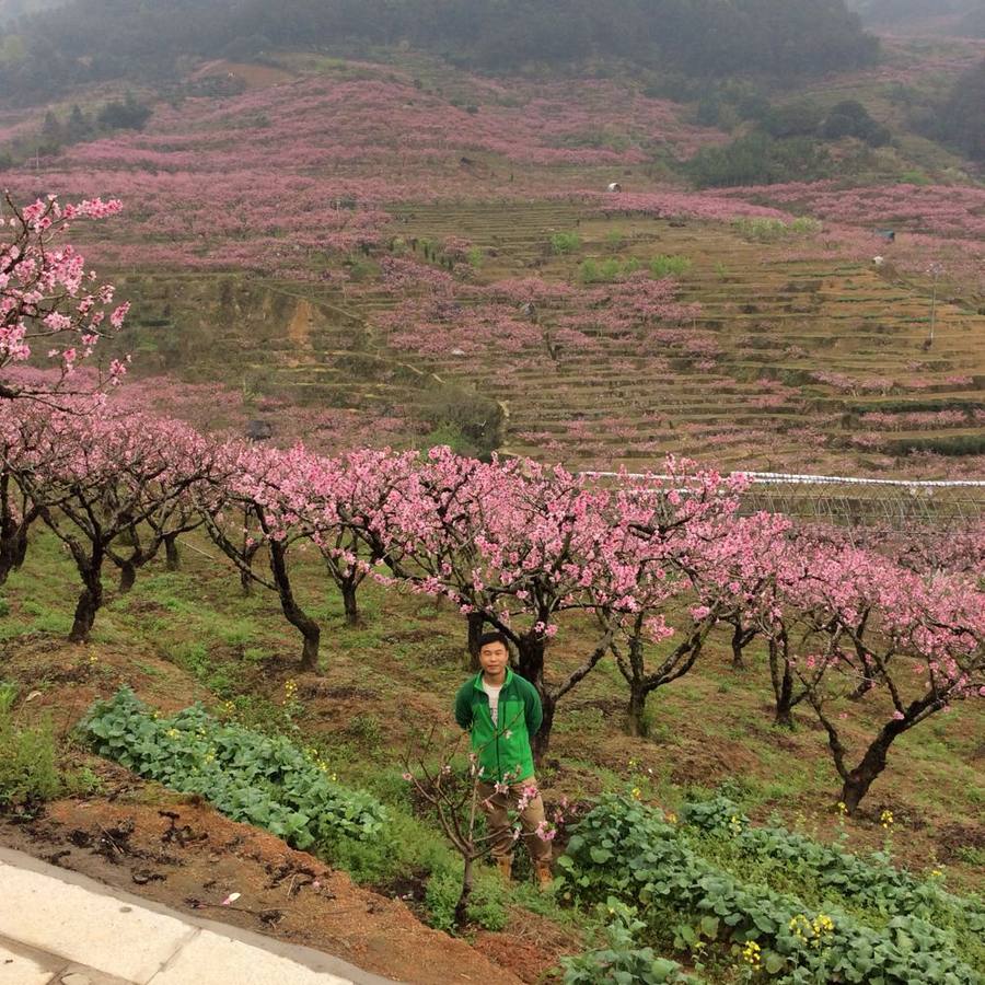 2015年3月22日福安穆阳桃花游