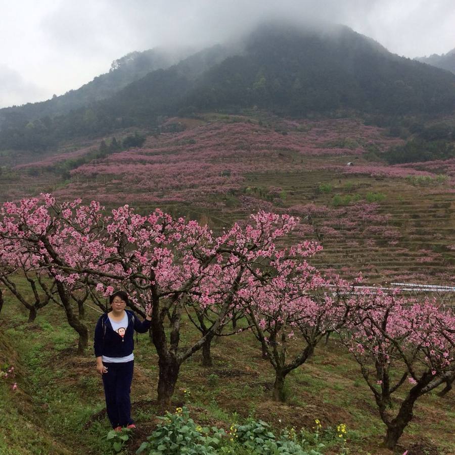 2015年3月22日福安穆阳桃花游