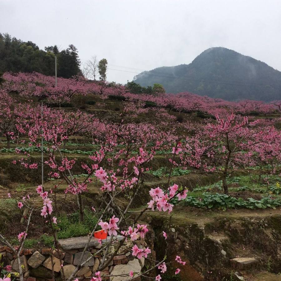 2015年3月22日福安穆阳桃花游