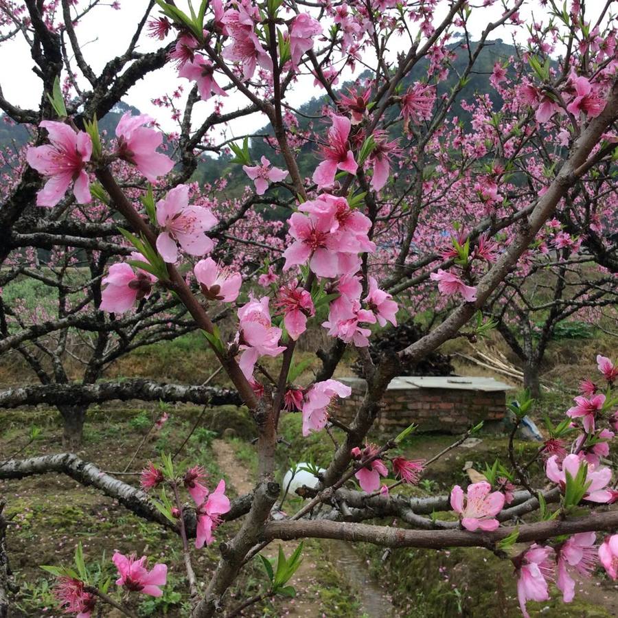 2015年3月22日福安穆阳桃花游