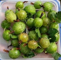 照片
