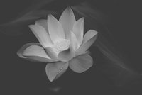 照片