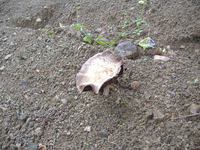 照片