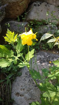 照片
