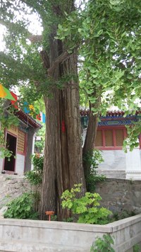 照片
