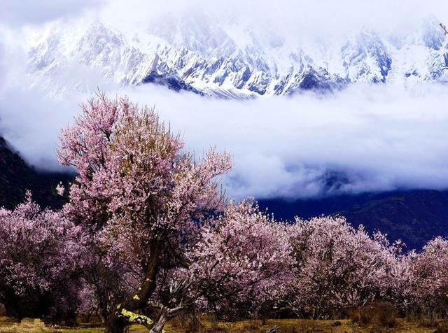 《清明节》拉萨·林芝桃花节·羊湖·日喀则·波密·鲁朗·雅鲁藏布江