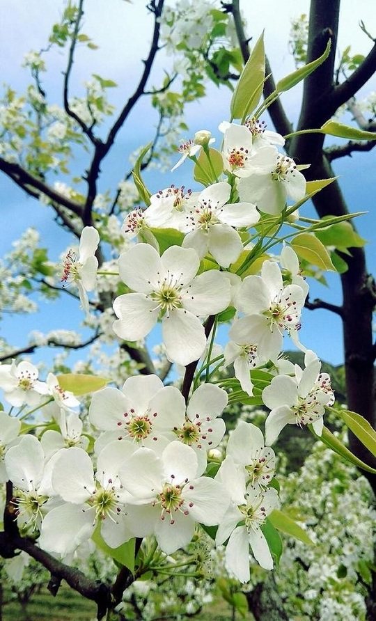 赏北京最美梨花 踏东山贡梨园之春