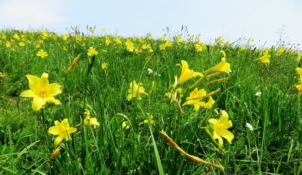 7月28日周六黄花梁走梨园岭长城观黄花菜