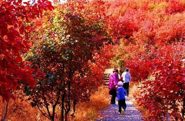 10月30日北京月明涧环穿赏红叶