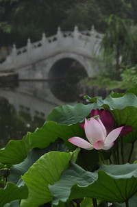 照片