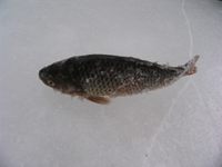 照片