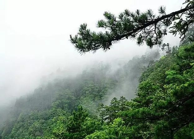 天目山旅游住宿攻略,天目山大树王景区游玩攻略