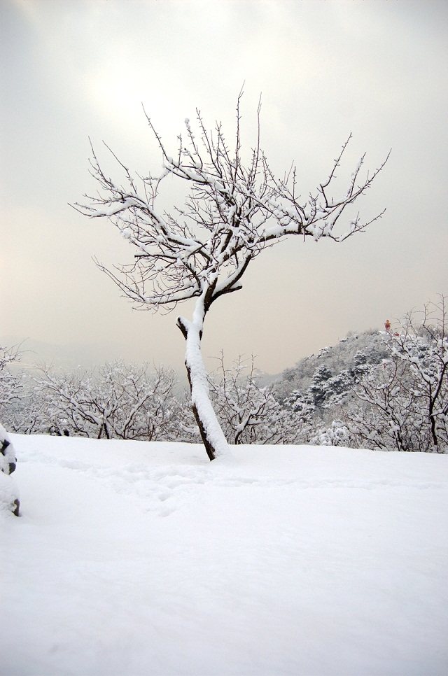 甚是喜欢这傲立于雪中的孤独的树,许是在享受着孤单