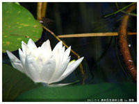 照片