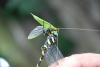 照片