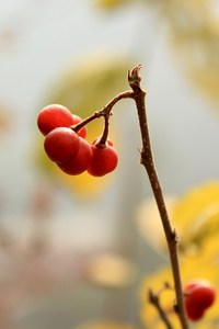 照片