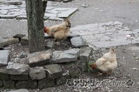 照片