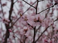 照片