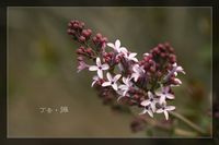 照片