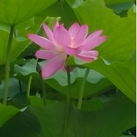照片