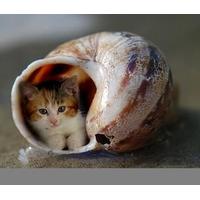 照片