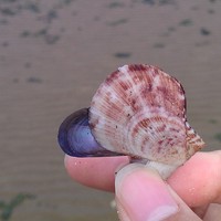 照片