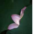 照片