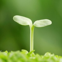 照片